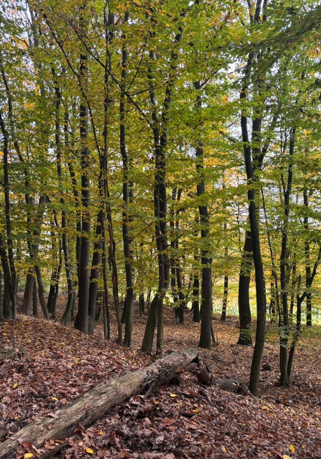 Buchenwald im Frühsommer Herbstliche Waldlandschaft mit gelben Blättern und einem umgestürzten Baumstamm.